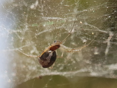Frontinellina frutetorum