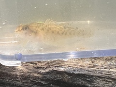 Etheostoma olmstedi