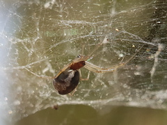 Frontinellina frutetorum