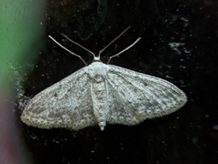 Idaea seriata