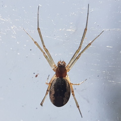 Frontinellina frutetorum