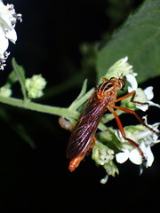 Diogmites