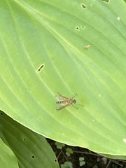 Rhagio