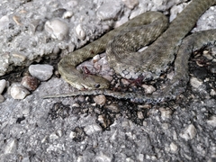 Natrix tessellata