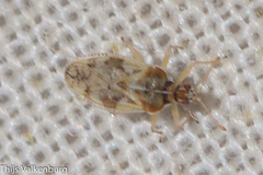Monosteira unicostata
