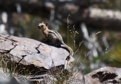 Callospermophilus lateralis