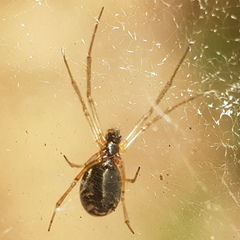 Frontinellina frutetorum