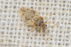 Monosteira unicostata
