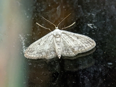 Idaea seriata