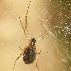 Frontinellina frutetorum