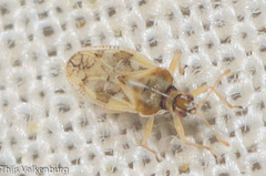 Monosteira unicostata