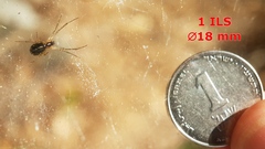 Frontinellina frutetorum