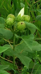 Hibiscus moscheutos