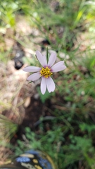 Cosmos parviflorus