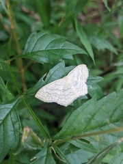 Scopula limboundata
