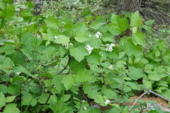 Viburnum edule