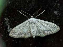 Idaea seriata