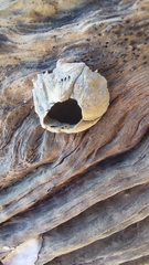 Hexanauplia