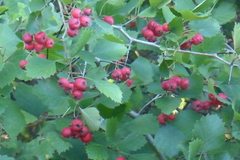 Crataegus chrysocarpa chrysocarpa