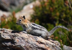 Callospermophilus lateralis