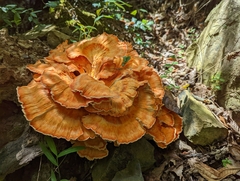 Laetiporus cincinnatus