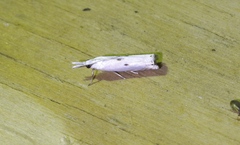 Microcrambus biguttellus