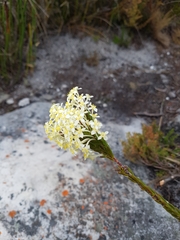 Struthiola
