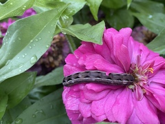 Spodoptera ornithogalli