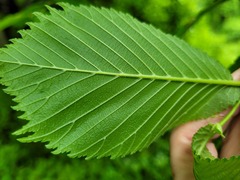Ulmus rubra