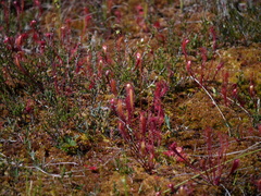 Drosera anglica