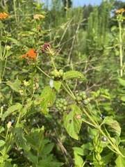 Lantana camara