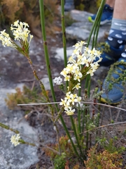Struthiola