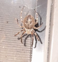 Larinioides ixobolus
