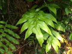 Drynaria quercifolia