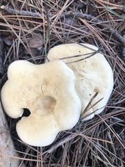 Leucopaxillus paradoxus