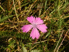 Dianthus chinensis