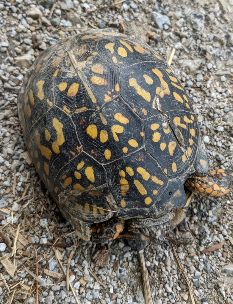 Eastern Box Turtle in August 2022 by Scott Deerwester · iNaturalist