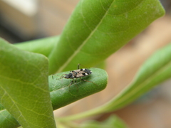 Beosus maritimus