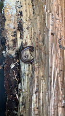 Parajulidae