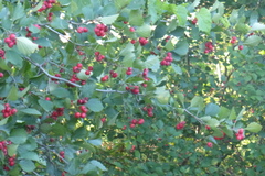 Crataegus chrysocarpa chrysocarpa