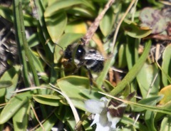 Apinae