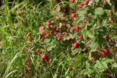 Rosa acicularis