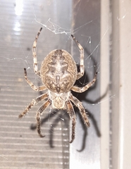 Larinioides ixobolus