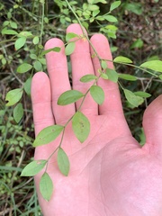 Vaccinium elliottii