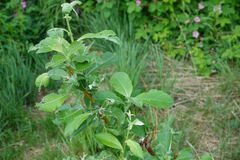 Salix bebbiana