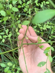 Vaccinium elliottii