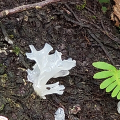 Tremella fuciformis