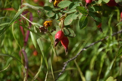 Rosa acicularis