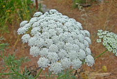 Ammi majus