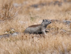 Urocitellus beldingi